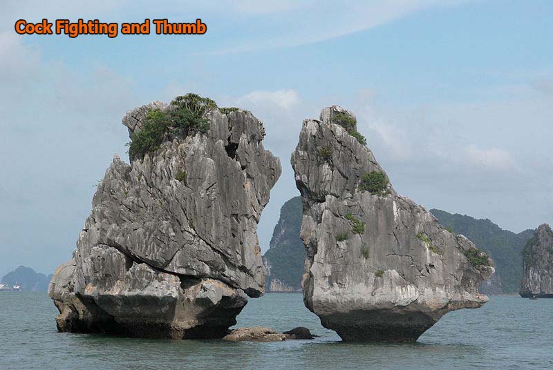 Cock Fighting Rocks